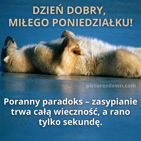 Kartka Dzie Dobry W Poniedzia Ek Mieszne Nied Wied Polarny