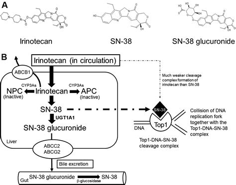 Cellular Irinotecan Resistance In Colorectal Cancer And Overcoming