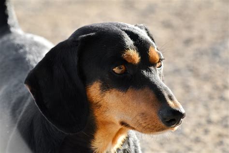 Free Picture Dachshund Side View Pet Dog Hound Animal Cute