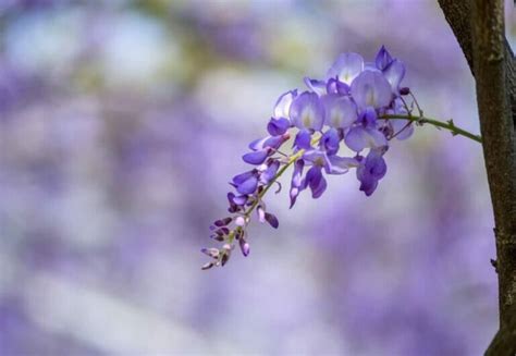 Wisteria Flowers: From Ancient Myths to Contemporary Meanings - Petal Republic