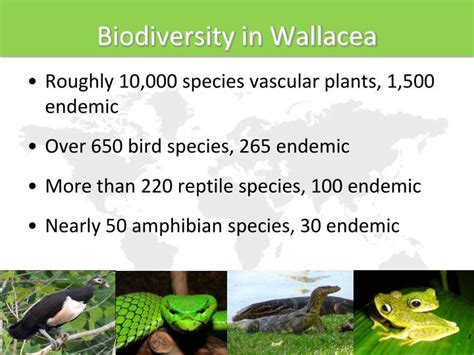 Ppt Wallace Resource Library Lecture 06 Endemism And Biodiversity