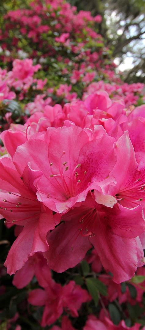 Tenderness Flowers Pink Grass Green Meadow - [1080x2460]