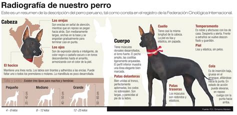 cada vez Banco limpiar la historia del perro peruano Comprimido ...