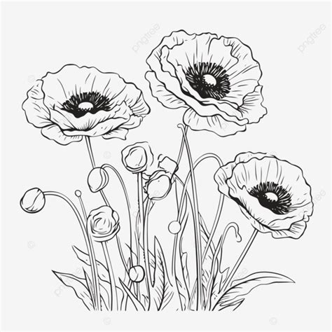 Coquelicot Décrit Des Illustrations Vectorielles De Fleurs Pk Vecteur