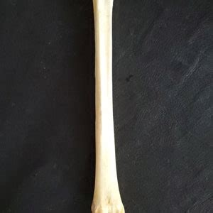 Whitetail Deer Leg Bone - Etsy