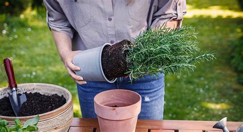 learn   grow rosemary  fragrant healing mediterranean herb