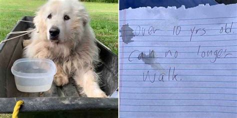 Un vieux chien est attaché à un traîneau et laissé avec une note