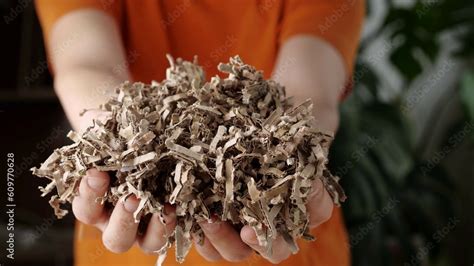 Shredded Cardboard In The Hands For For Gardening Compost