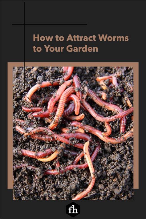 How To Attract Worms To Your Garden In 2021 Creative Gardening