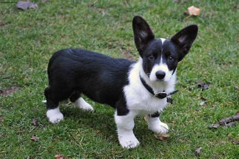 Cardigan Welsh Corgi | Animals Breeds