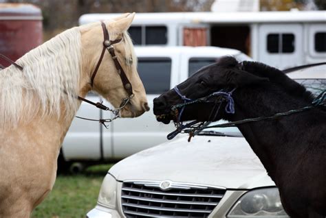 10 Fascinating Facts About the Missouri Fox Trotter — DiscoverTheHorse