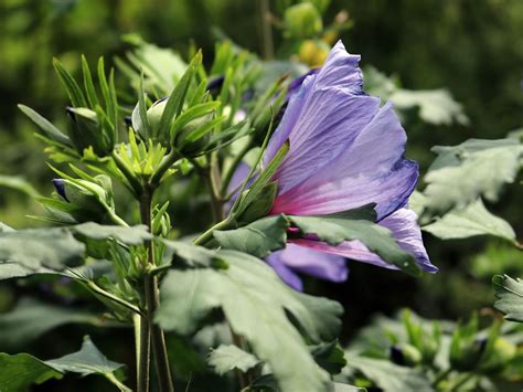 Garteneibisch Blue Bird Oiseau Bleu Hibiscus Syriacus Blue Bird Oiseau Bleu