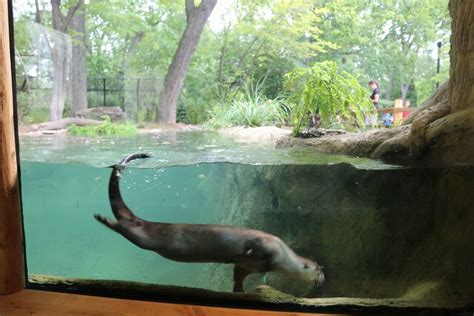 Otter habitat expanded at Detroit Zoo