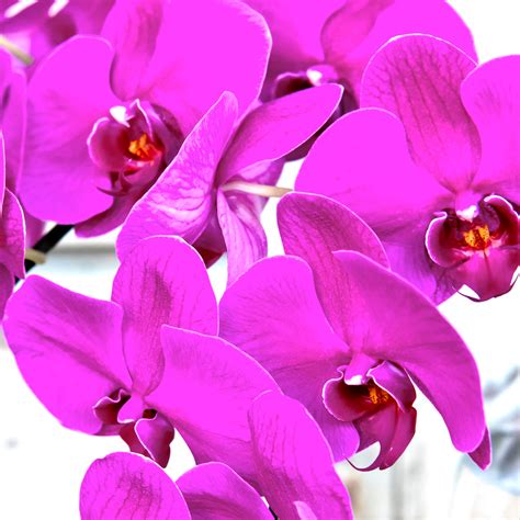 Bouquet of Orchids – Hot Pink - Floral Craftsman Matt Bisaro • Florist ...