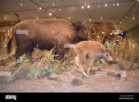 Buffalo Bill Cody Pony Express Hi Res Stock Photography And Images Alamy