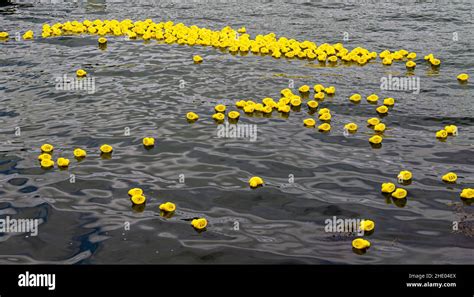 Gelbe Plastikenten Ente Fotos Und Bildmaterial In Hoher Auflösung Alamy