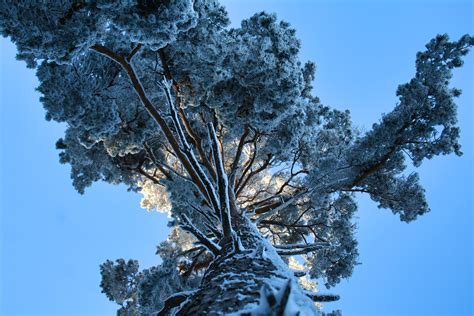 Photo of Birch Trees with Snow · Free Stock Photo