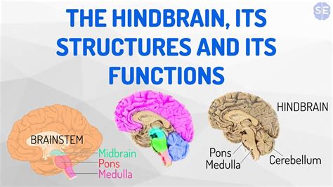 Psychology The Nervous System The Hindbrain Its Structures And