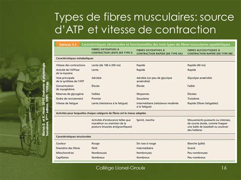 Introduction Au Syst Me Musculo Squelettique Ppt Video Online T L Charger