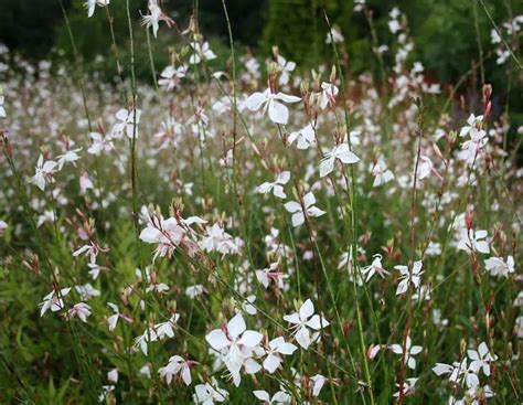 How To Grow Whirling Butterfly Plant Growing Gaura Butterfly Plants