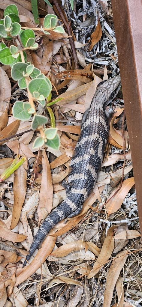 Eastern Blue Tongued Skink From Greensborough Vic Australia On