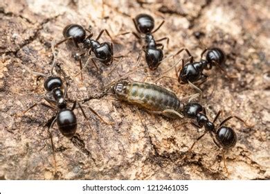 Lasius Fuliginosus Images Stock Photos D Objects Vectors