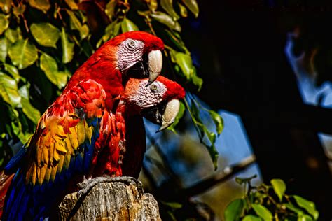 BIOSFERA DEL MANU 4 Días 3 Noches X Travel Perú