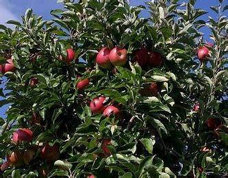 Jonathan Apple Trees For Sale Online | The Tree Center