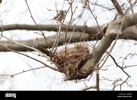 Sparrow Nest