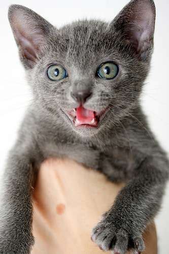 Korat Info, Personality, Kittens, Pictures
