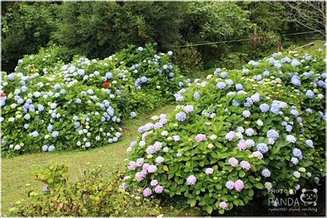 苗栗南庄｜高山青農場繡球花花季．浪漫繡球花怒放中絕美夢幻的繡球花大道 Pandas Paradise