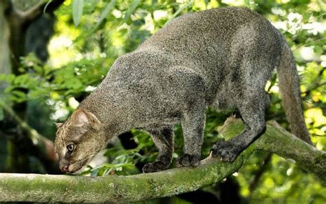 Ameaçado de extinção gato mourisco é registrado nas Serras de Maricá