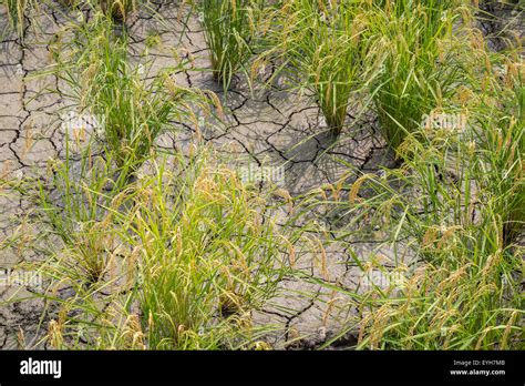 Mature Rice Plants Growing In Dry Cracked Dirt Stock Photo Alamy
