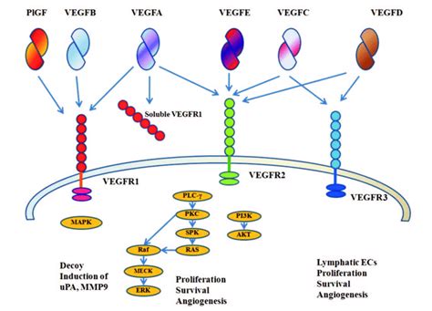 vegf family members  receptors  scientific diagram