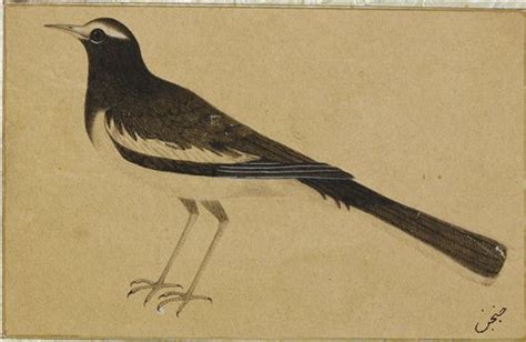 Indian School 19th Century An Indian Wagtail 19th Century Mutualart