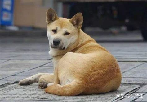 中华田园犬为什么禁养中华田园犬怎么养的十个要点 知乎