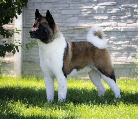 American akita – Artofit