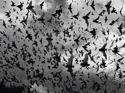 Bat Swarm