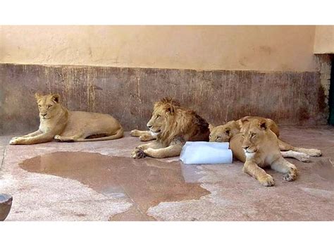 Animals In Lahore Zoos Feel The Heat
