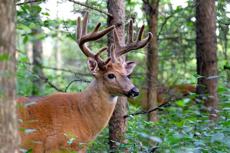 Deer Hunting in Georgia - Realtree Camo