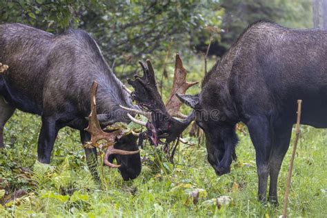 Pair Of Alaska Yukon Bull Moose Fighting In Autumn In Alaska Stock