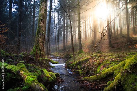 Flusslauf Im Wald Stock Photo Adobe Stock