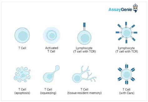 T 세포 유형 활성화 편광 및 기능 Assay Genie Korea