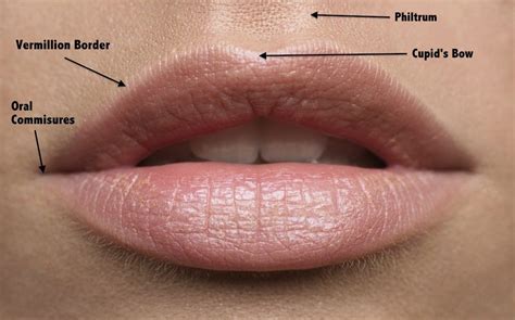 Lip Filler Gone Wrong What To Do Simply Clinics