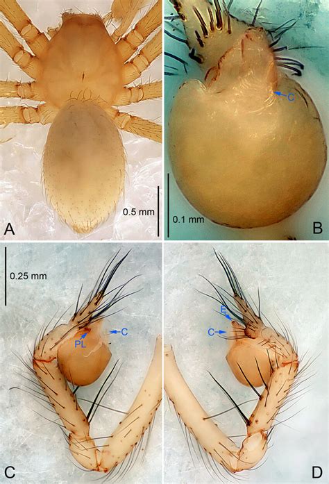 Leptonetela Liangfeng Sp Nov Holotype Male A Habitus Dorsal View