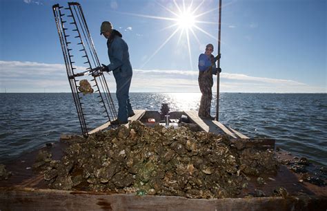 Apalachicola Bay Oysters Need Heavy Restoration To Recover