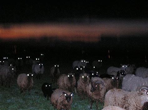 Sheep At Night Look Terrifying