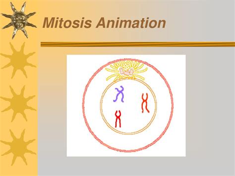 PPT - Mitosis/Meiosis PowerPoint Presentation, free download - ID:2613183