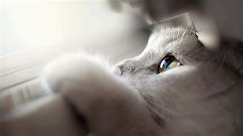 Fondos De Pantalla Cara Blanco Gato Ojos Nariz Bigotes Piel