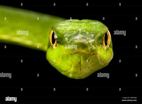 South American Green Vine Snake Oxybelis Fulgidus Stock Photo Alamy